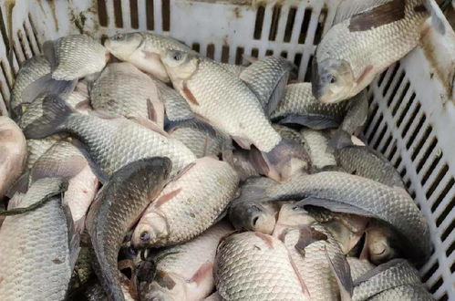水產(chǎn)品消費(fèi)新態(tài)勢(shì) 白鰱高價(jià)崛起與草魚連跌下的萎靡市場剖析