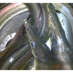 海鮮水產品批發與供應全攻略 廠家直供品質保障