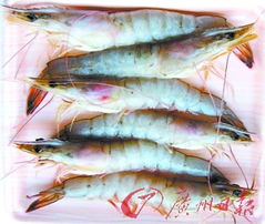 選購冷凍水產(chǎn)品靠眼看，別忘了這四個(gè)要點(diǎn)