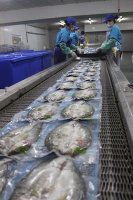 價(jià)格新航向 珠海海鱸魚企業(yè)重塑白蕉海鱸市場路徑