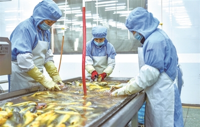 蕉城水產(chǎn)企業(yè)生產(chǎn)忙 水產(chǎn)品走俏市場